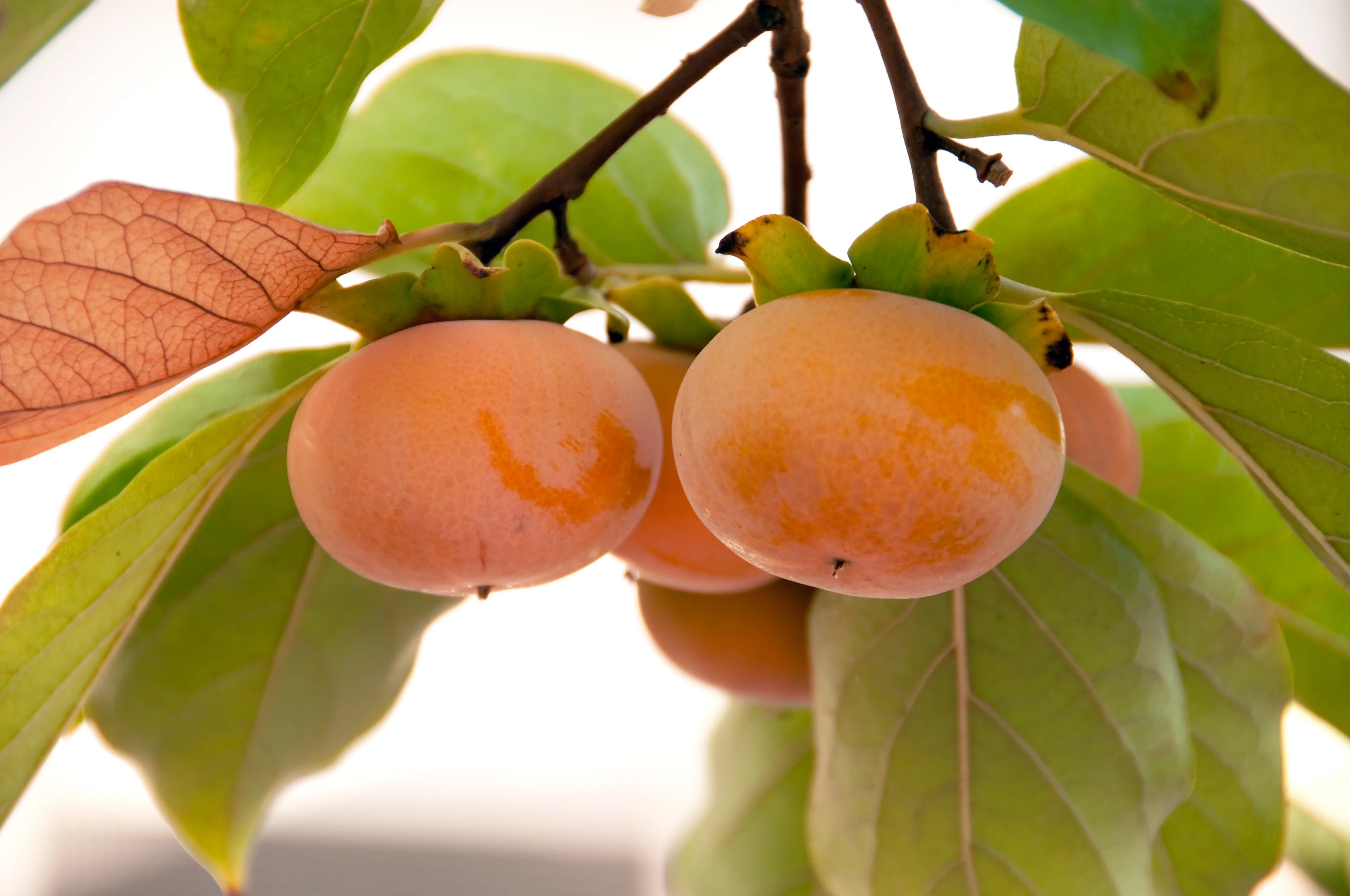 4-5ft Fuyu Persimmon Edible Fruit V19225