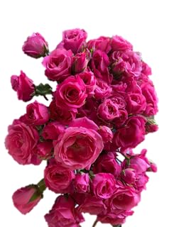 Red Spray Roses 40 cm Y298