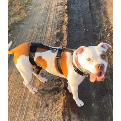 Dog & Cat Knee Brace Z2269