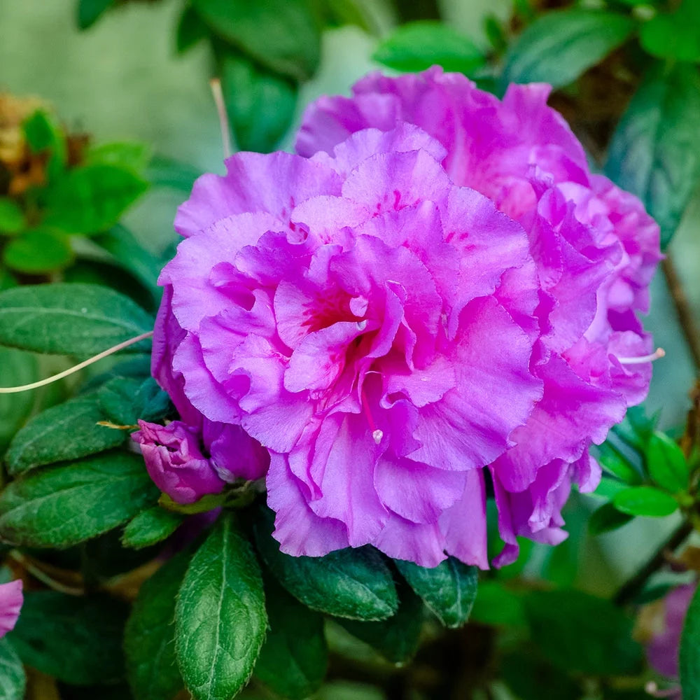 1 Gallon Shrub with Purple Ruffled Blooms F124