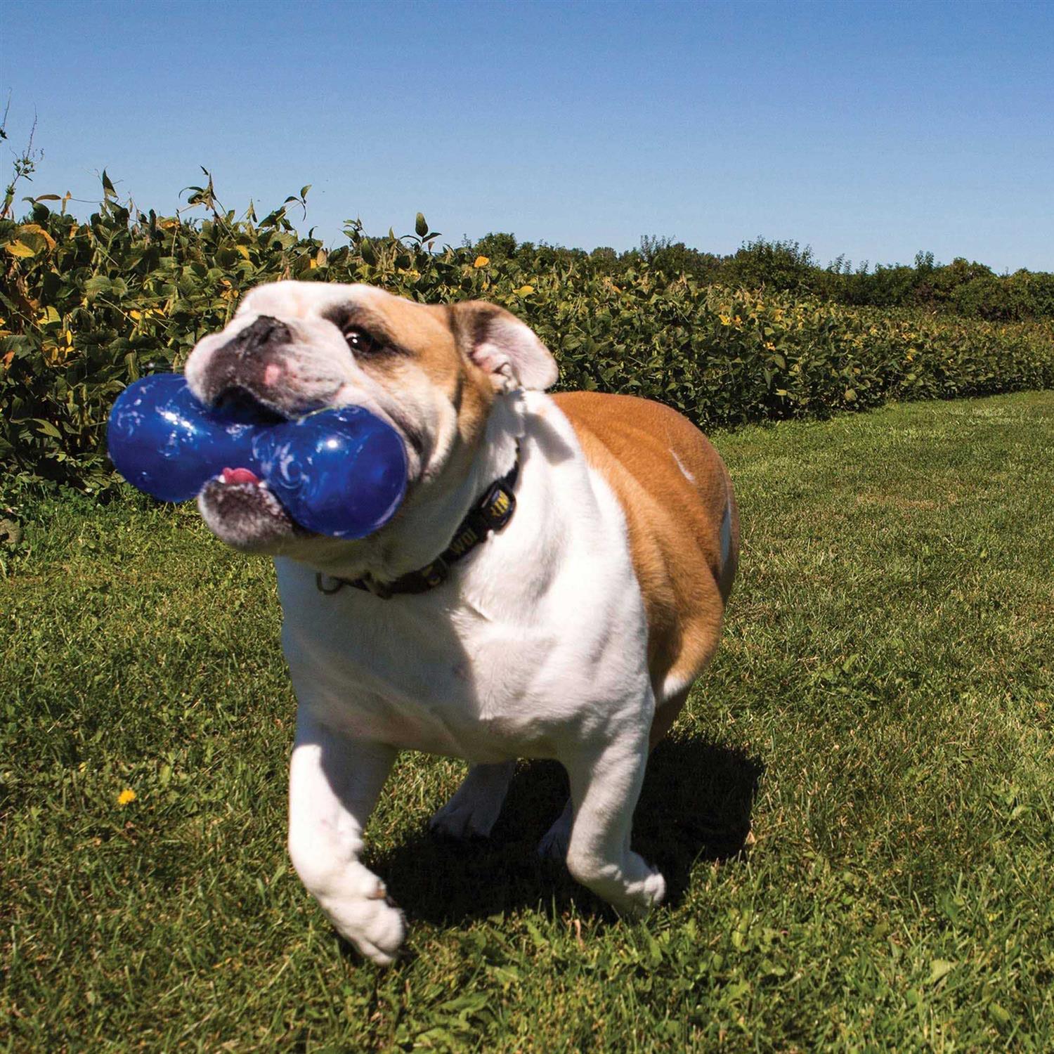 Squeezz Dumbbell Dog Toy M1635