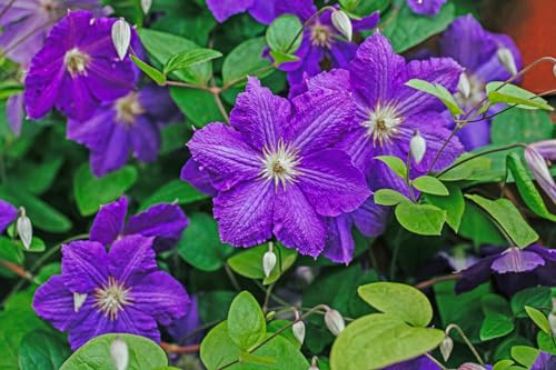 Lavender Purple Clematis Vine Plant, 2.5 Inc Pot H7059
