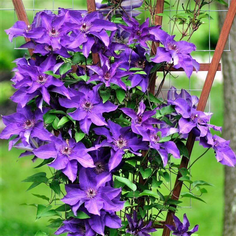 Lavender Purple Clematis Vine Plant, 2.5 Inc Pot H7059