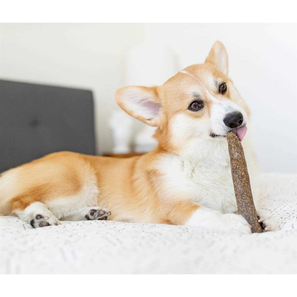 Dogwood Calming Chew H1580