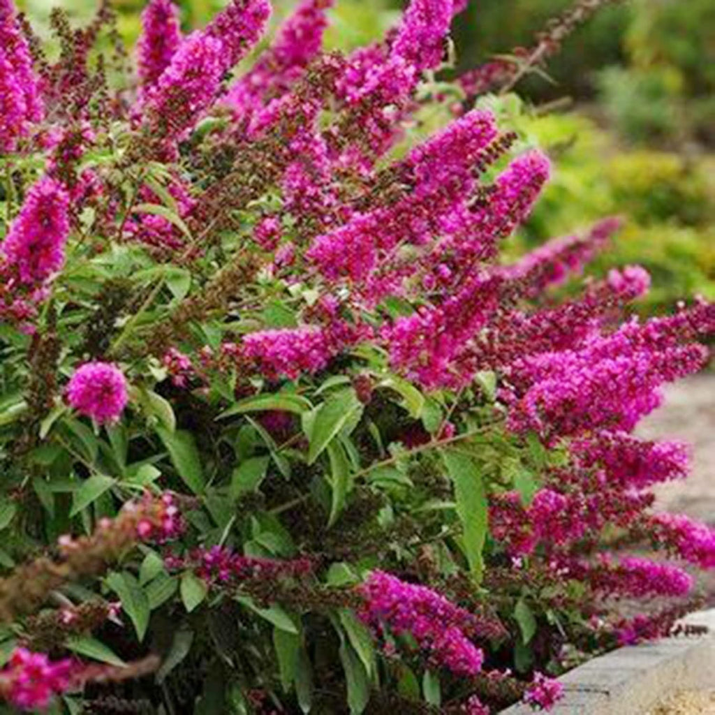 30 Pink Butterfly-Bush (Buddleja Davidii) Summer Lilac Seeds Heirloom Perennial Flowering Shrub Seeds W858869