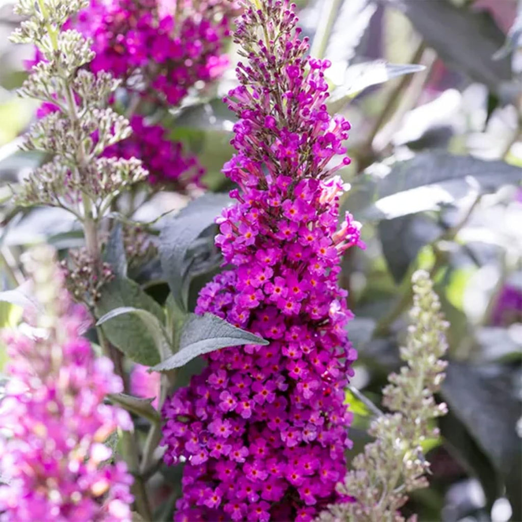 30 Pink Butterfly-Bush (Buddleja Davidii) Summer Lilac Seeds Heirloom Perennial Flowering Shrub Seeds W858869