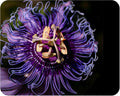 Incense Violet Purple Blue Passion Flower Vine Live Plant Starter Size 4 Inch Pot V514
