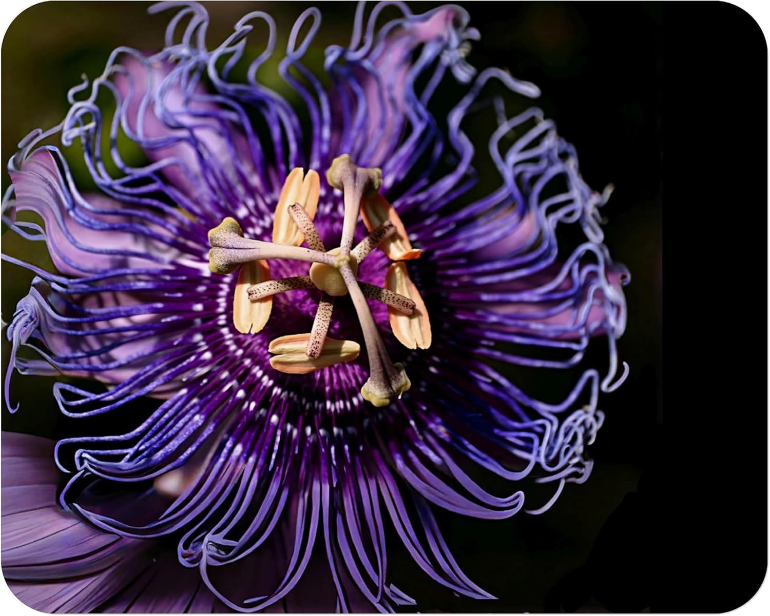 Incense Violet Purple Blue Passion Flower Vine Live Plant Starter Size 4 Inch Pot V514