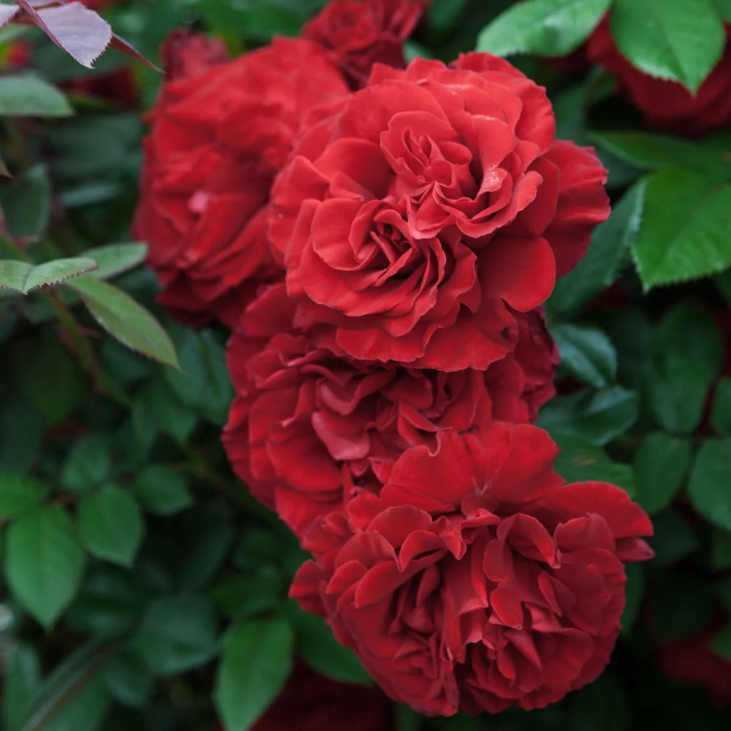 1-Pack Bare Root Climbing Rose Q164