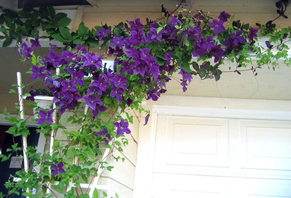 2.5" Pot Clematis Vine C94917