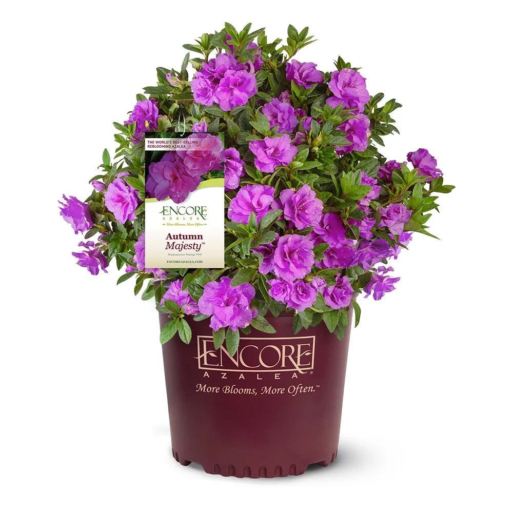 1 Gallon Shrub with Purple Ruffled Blooms F124