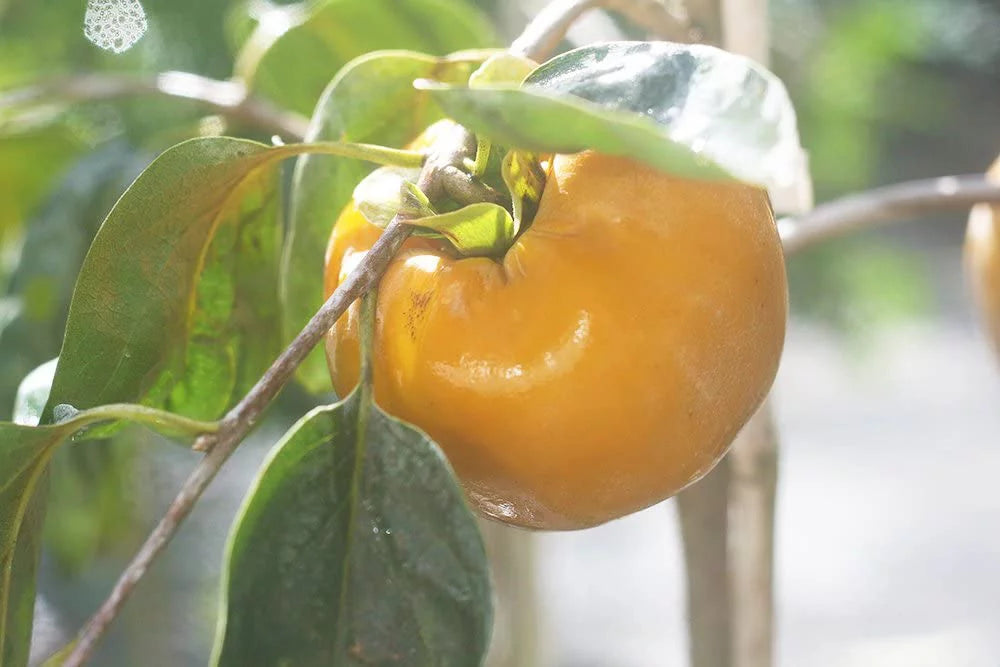 4-5ft Fuyu Persimmon Edible Fruit V19225