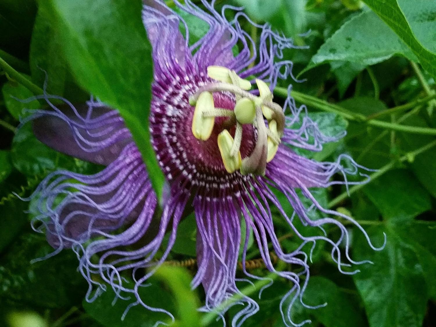 Incense Violet Purple Blue Passion Flower Vine Live Plant Starter Size 4 Inch Pot V514