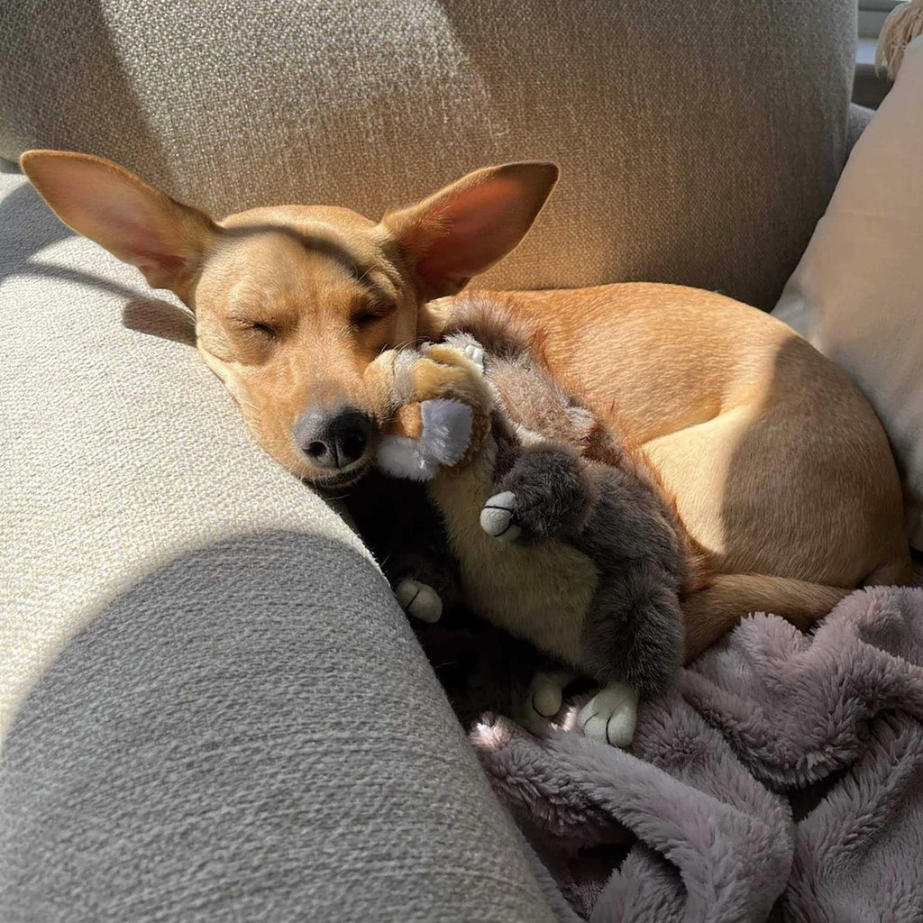 Woodlands Squirrel Plush Dog Toy I621634
