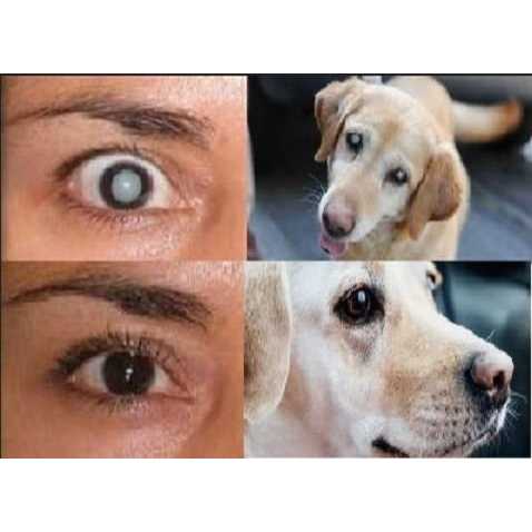 2 x 10ml Eye Drops R4408