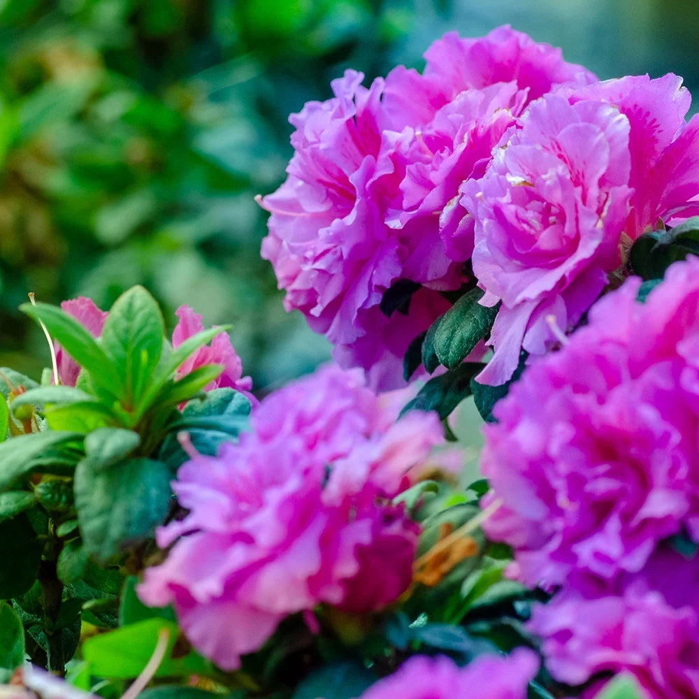 1 Gallon Shrub with Purple Ruffled Blooms F124