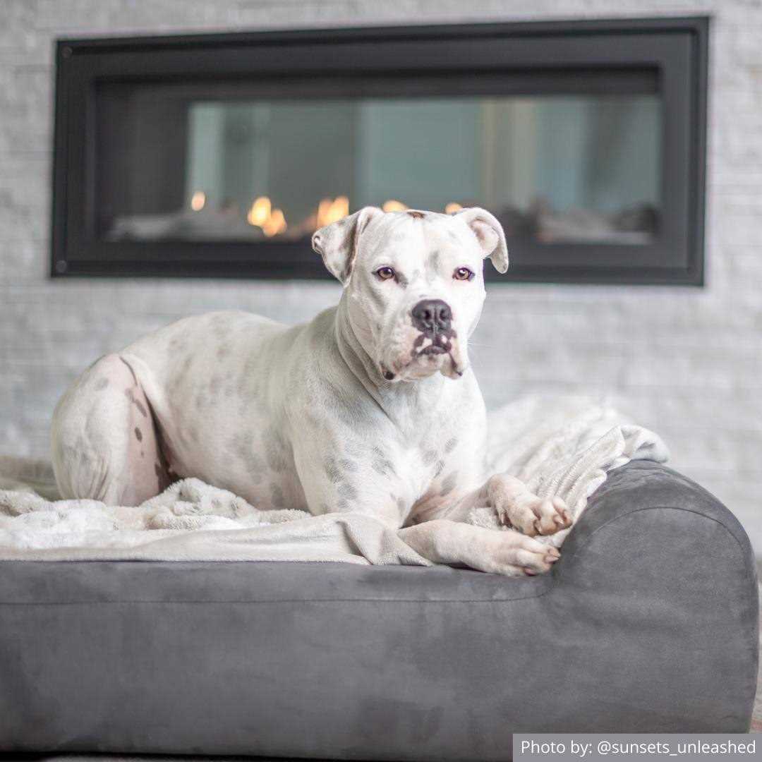 Orthopedic Dog Bed with Headrest Pillow Top U159589