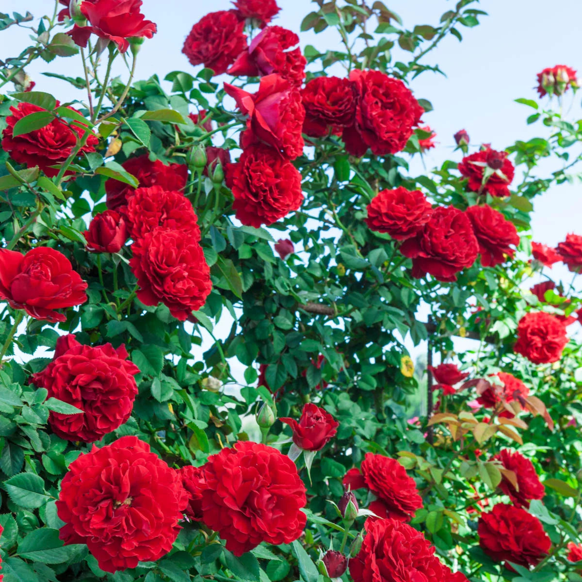 1-Pack Bare Root Climbing Rose Q164
