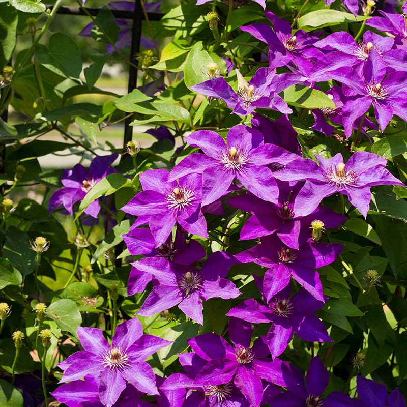 Lavender Purple Clematis Vine Plant, 2.5 Inc Pot H7059