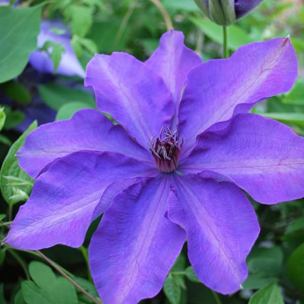 Lavender Purple Clematis Vine Plant, 2.5 Inc Pot H7059