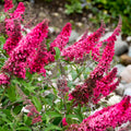30 Pink Butterfly-Bush (Buddleja Davidii) Summer Lilac Seeds Heirloom Perennial Flowering Shrub Seeds W858869
