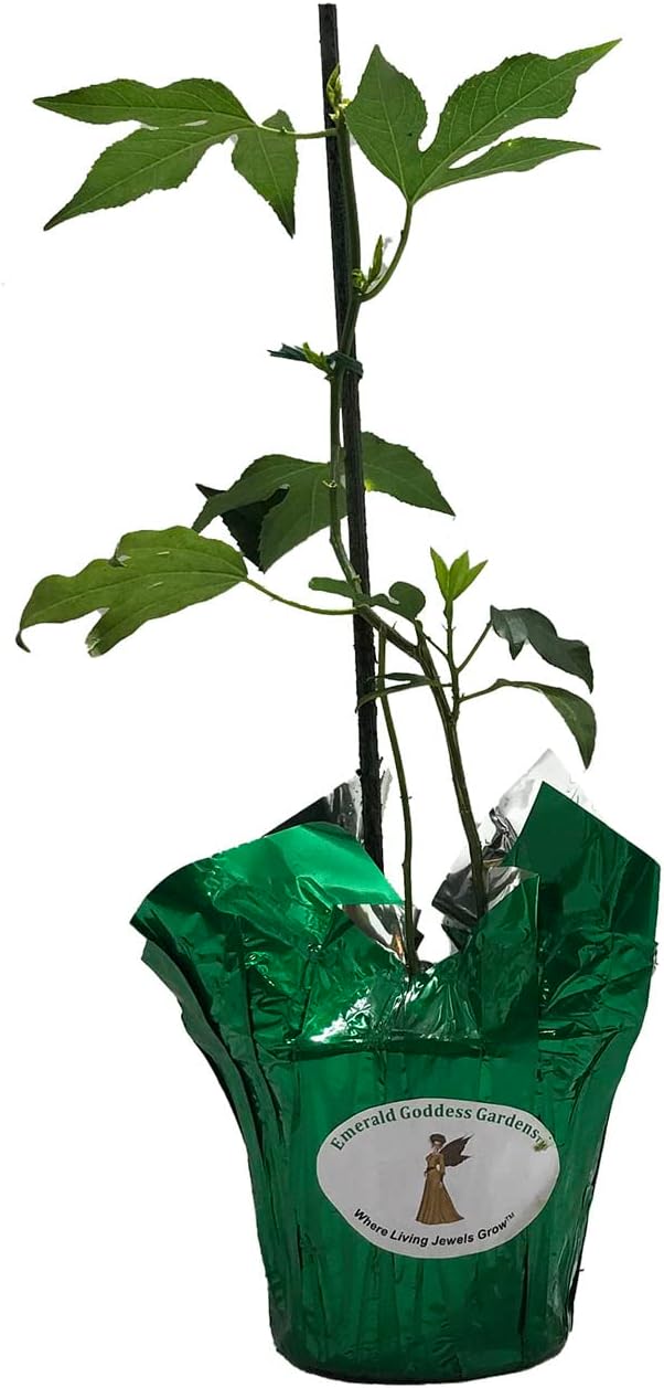 Incense Violet Purple Blue Passion Flower Vine Live Plant Starter Size 4 Inch Pot V514