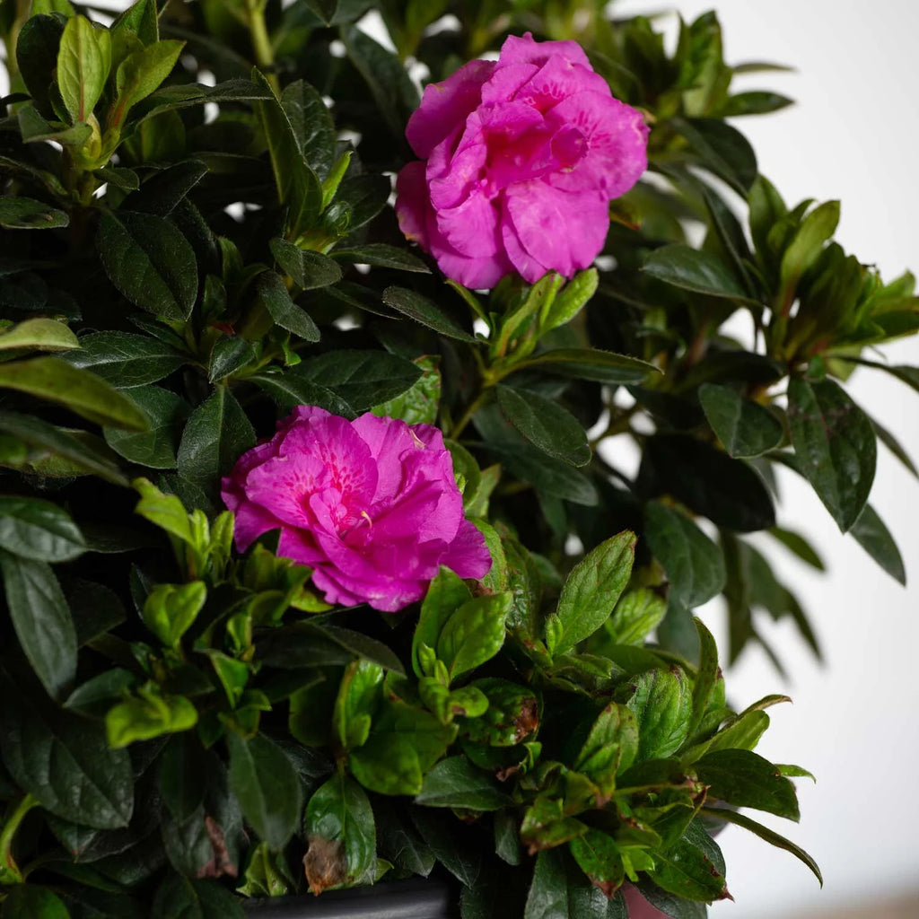 1 Gallon Shrub with Purple Ruffled Blooms F124