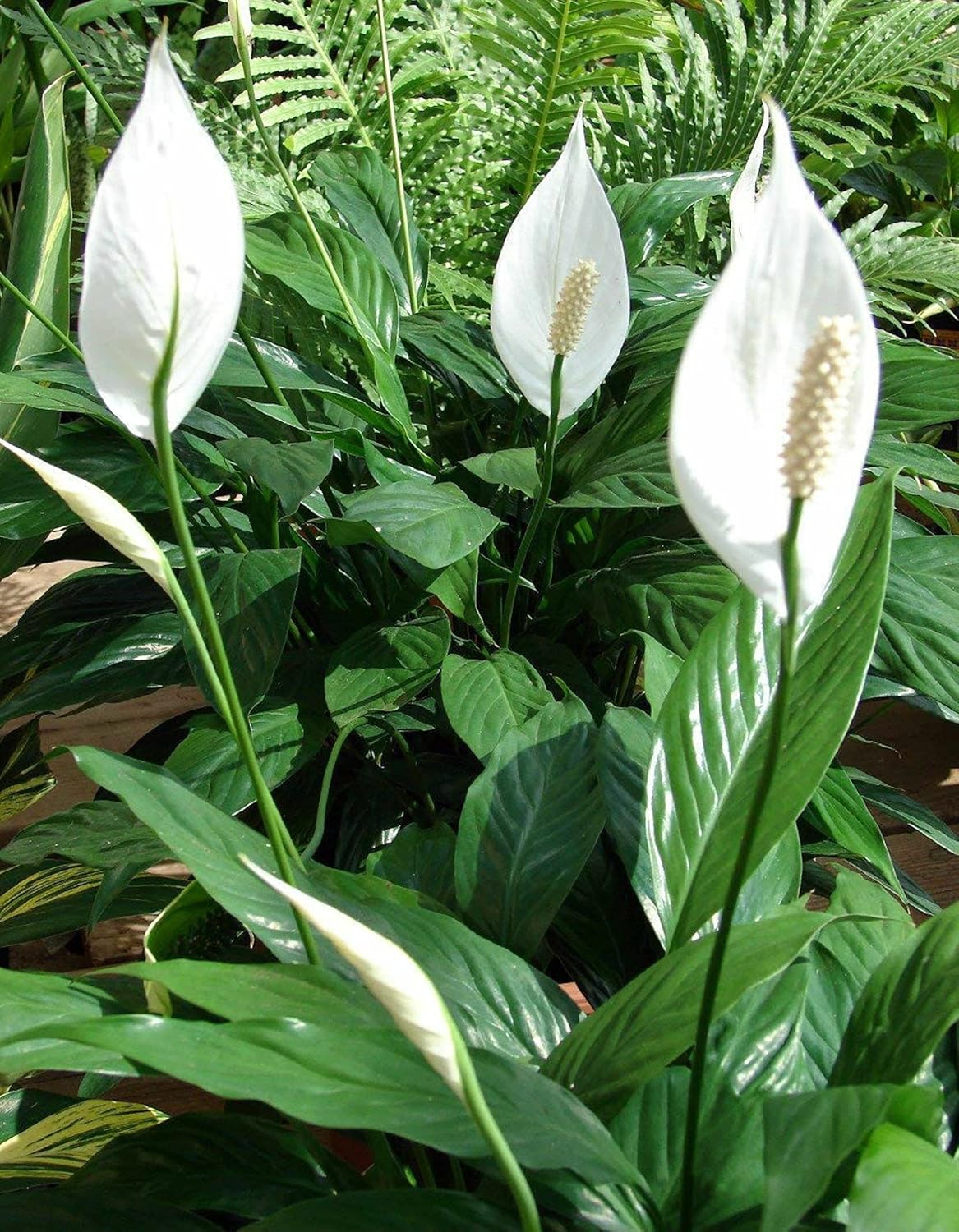 6inch Peace Lily Plant K879