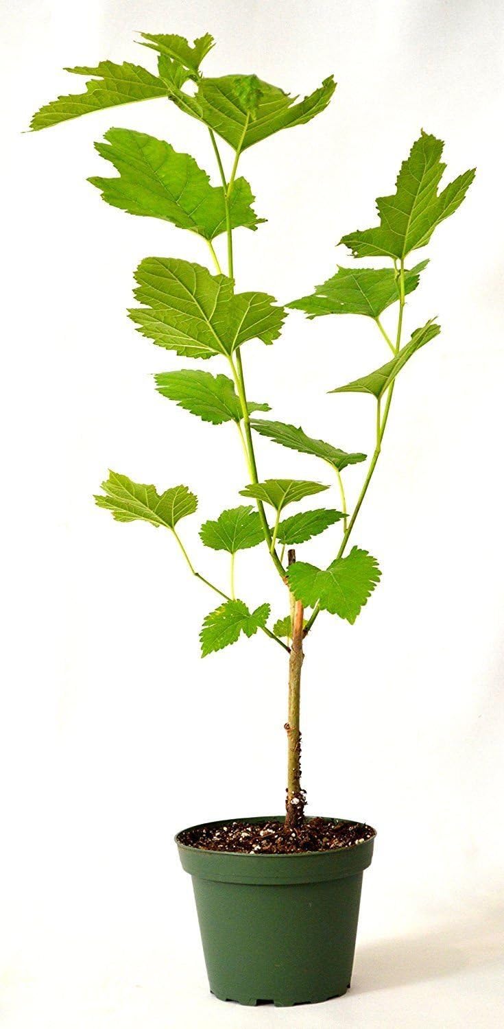 Dwarf Everbearing Mulberry Plant Tree 4" Pot B110