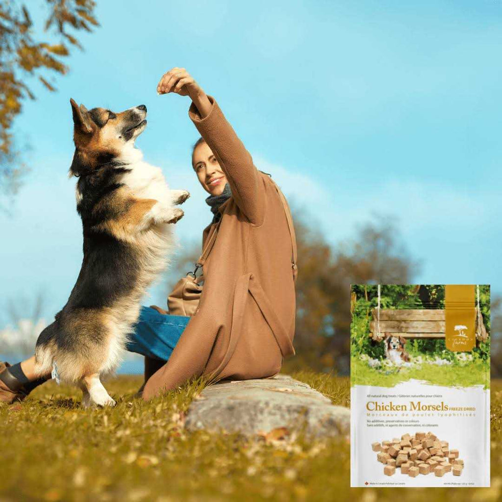 Chicken Morsels Dog Treats B914398