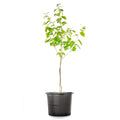 4-5ft Fuyu Persimmon Edible Fruit V19225