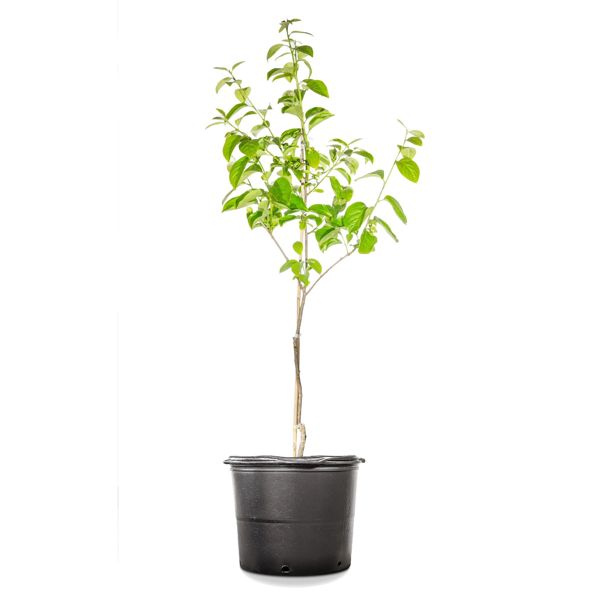 4-5ft Fuyu Persimmon Edible Fruit V19225