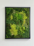 31" x 14.5" Black Moss Wall Art E724