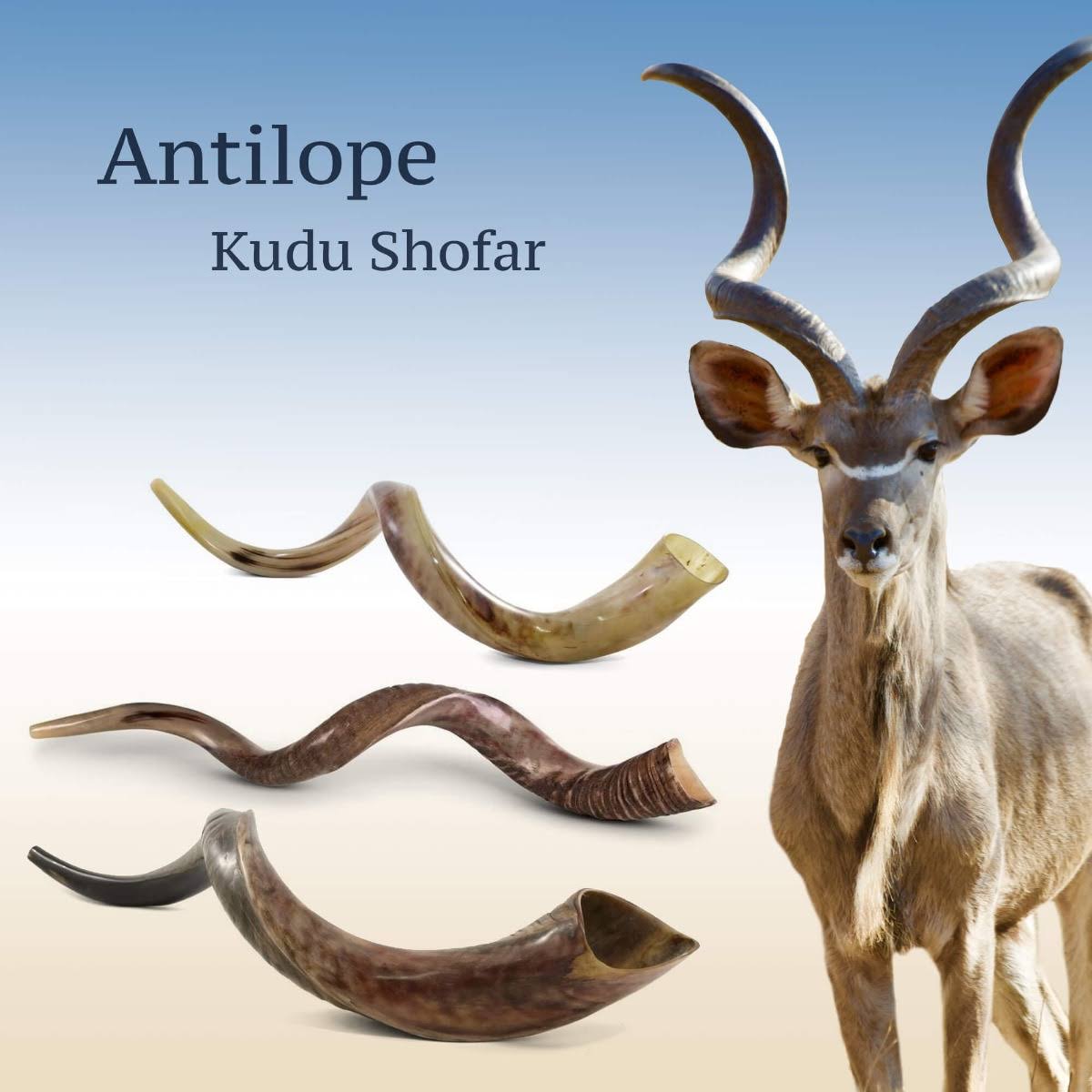 Sterling Silver Plated Yemenite Kudu Shofar Q1604
