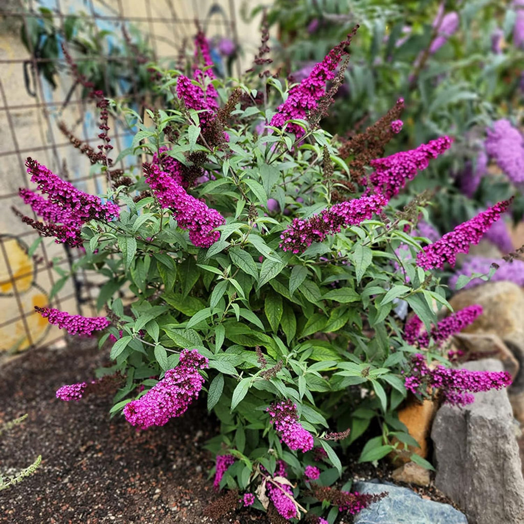 30 Pink Butterfly-Bush (Buddleja Davidii) Summer Lilac Seeds Heirloom Perennial Flowering Shrub Seeds W858869
