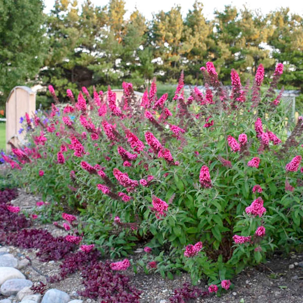 30 Pink Butterfly-Bush (Buddleja Davidii) Summer Lilac Seeds Heirloom Perennial Flowering Shrub Seeds W858869