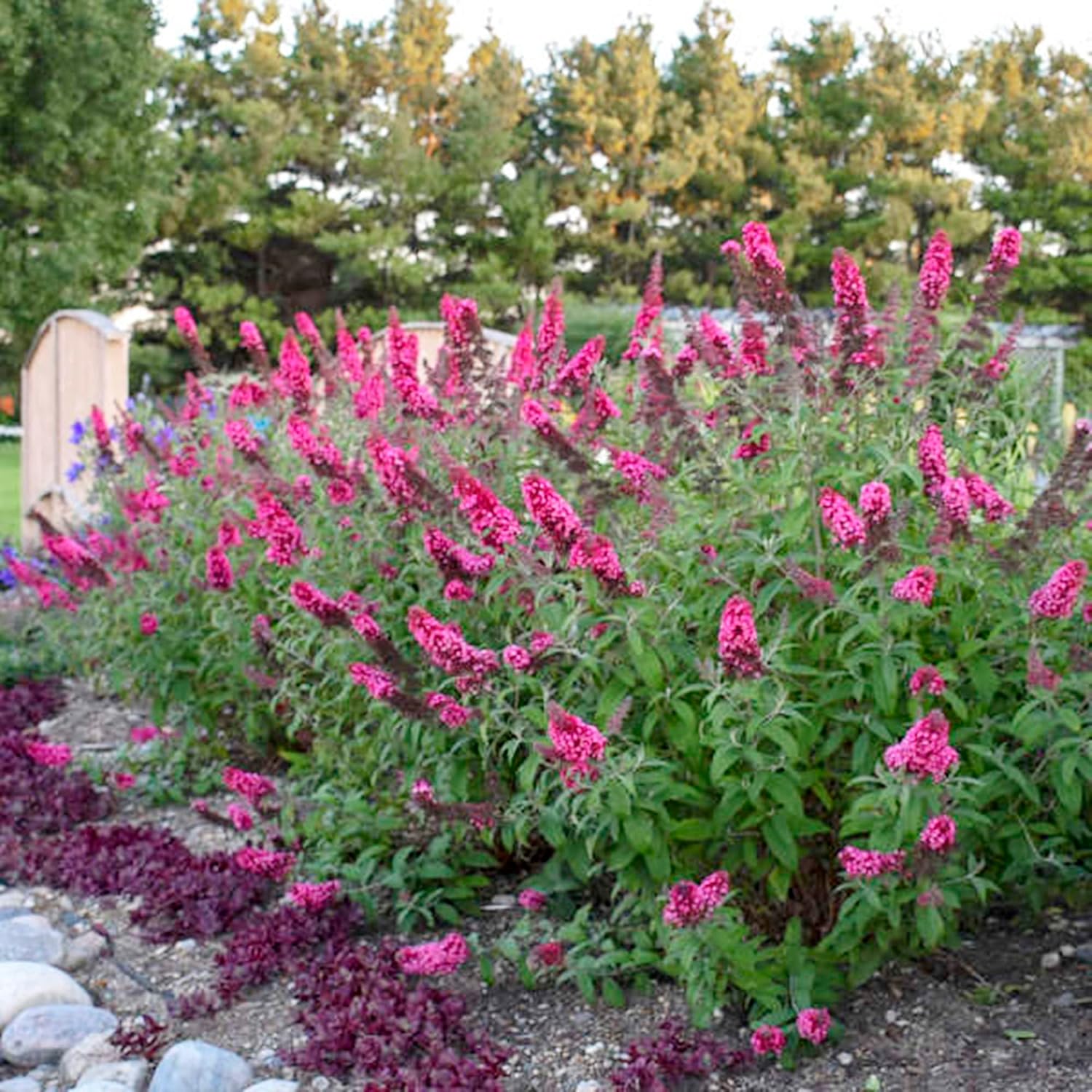 30 Pink Butterfly-Bush (Buddleja Davidii) Summer Lilac Seeds Heirloom Perennial Flowering Shrub Seeds W858869