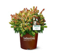 2Gal Multicolor Abelia Live Shrub Grower Pot O5643