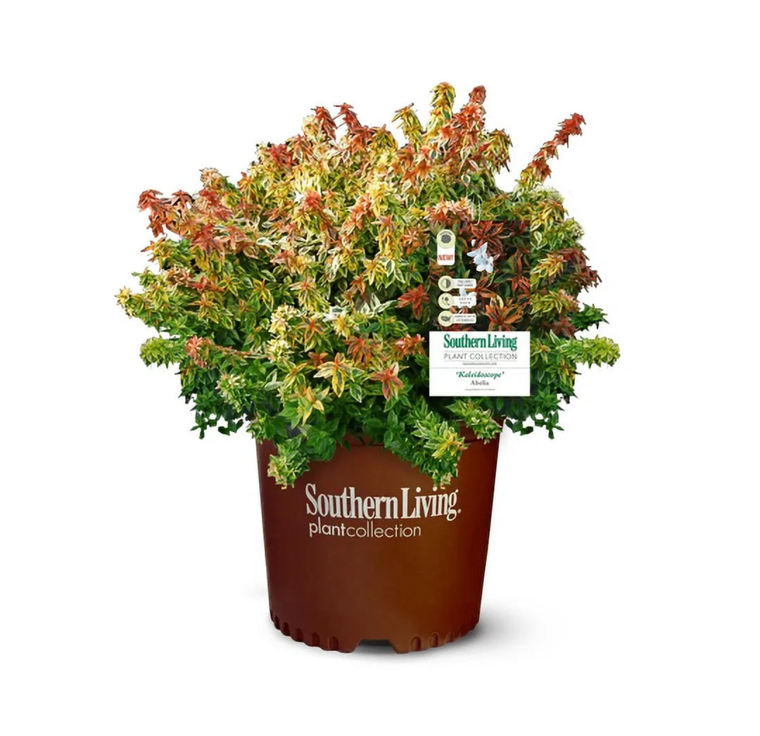 2Gal Multicolor Abelia Live Shrub Grower Pot O5643