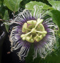 Passiflora edulis Passion Vine Plant - 4" Pot S688366