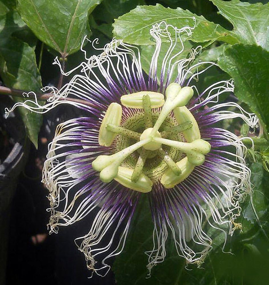 Passiflora edulis Passion Vine Plant - 4" Pot S688366
