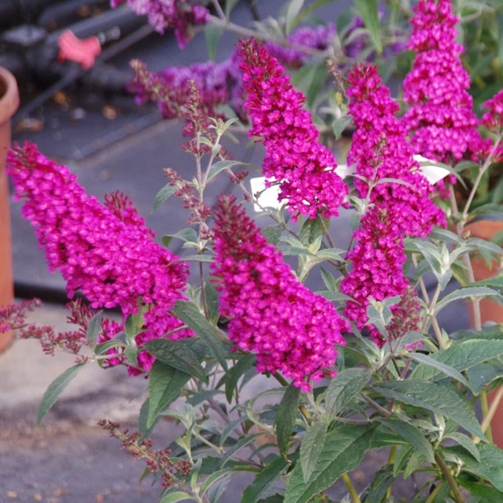 30 Pink Butterfly-Bush (Buddleja Davidii) Summer Lilac Seeds Heirloom Perennial Flowering Shrub Seeds W858869