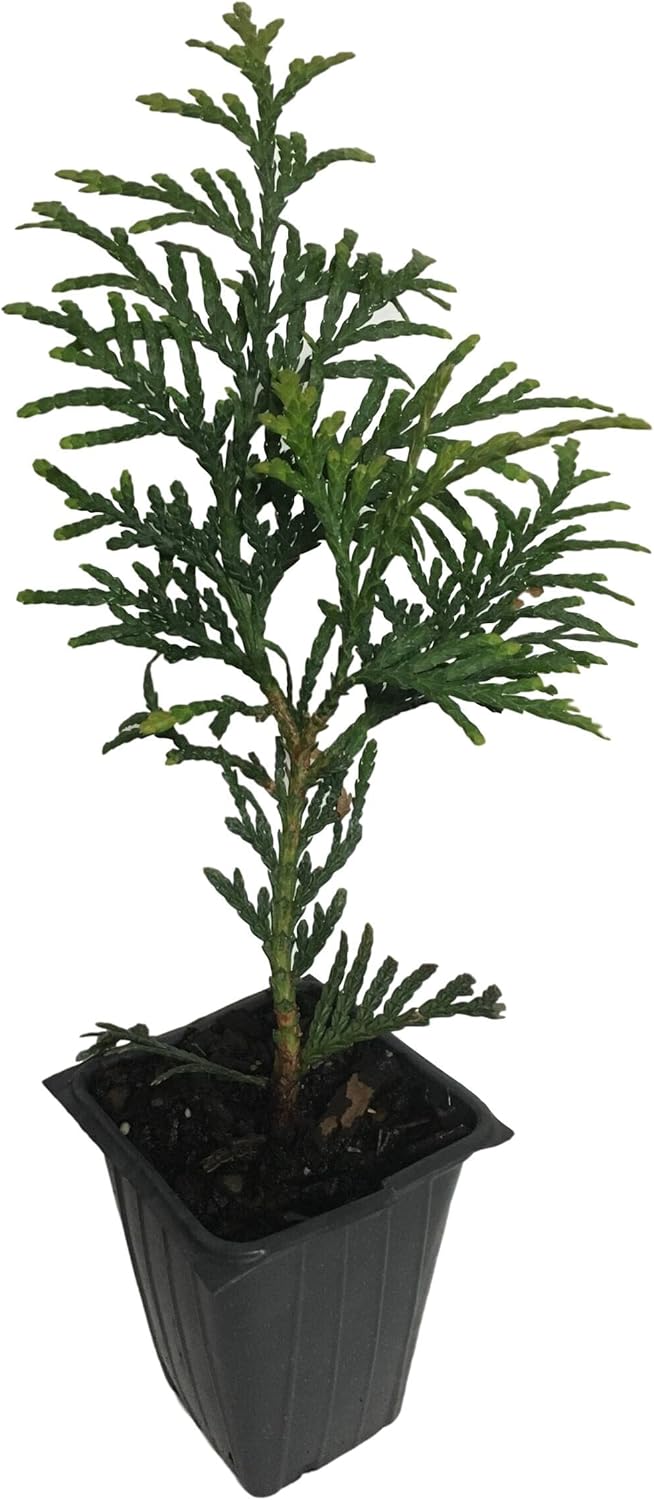 20 Arborvitae Green Giant Thuja Plicata 2.5 inch pot T50094