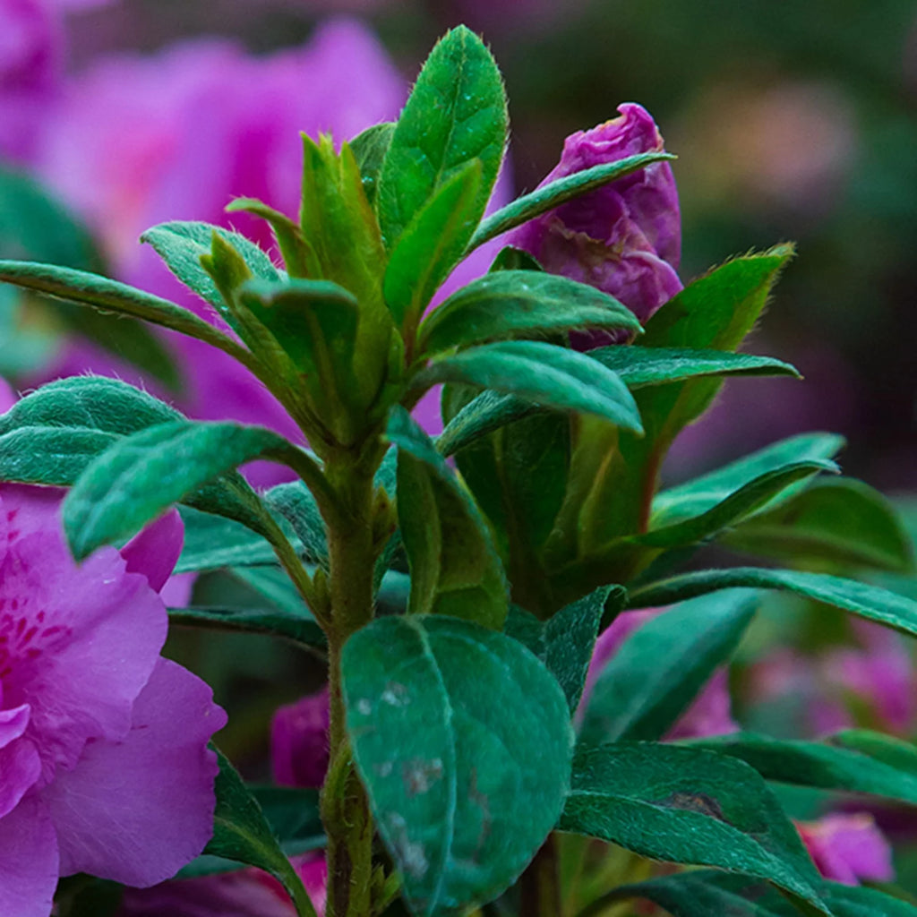1 Gallon Shrub with Purple Ruffled Blooms F124
