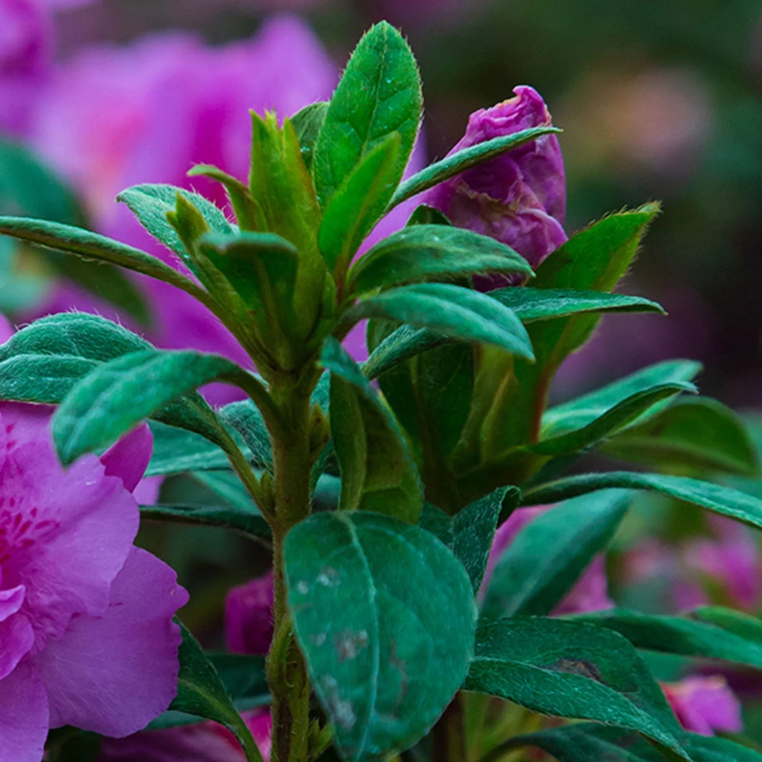1 Gallon Shrub with Purple Ruffled Blooms F124