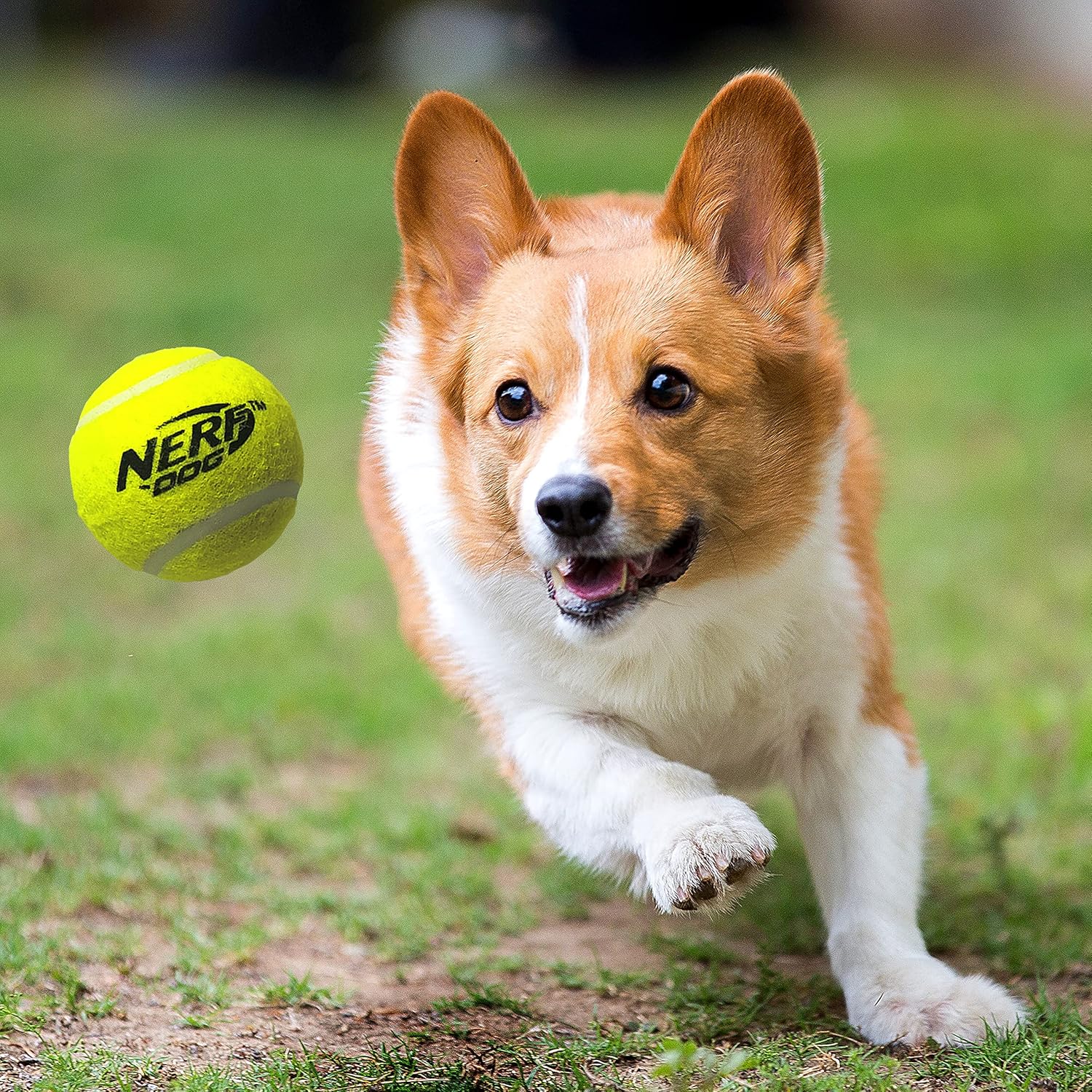 Tennis Ball Blaster Dog Toy N419022