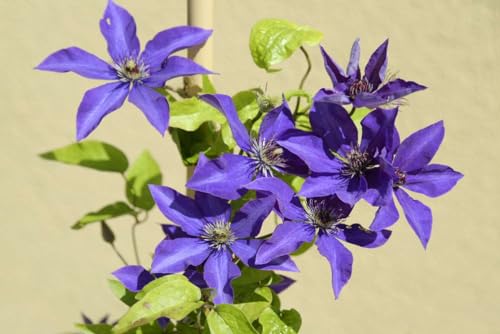 Lavender Purple Clematis Vine Plant, 2.5 Inc Pot H7059