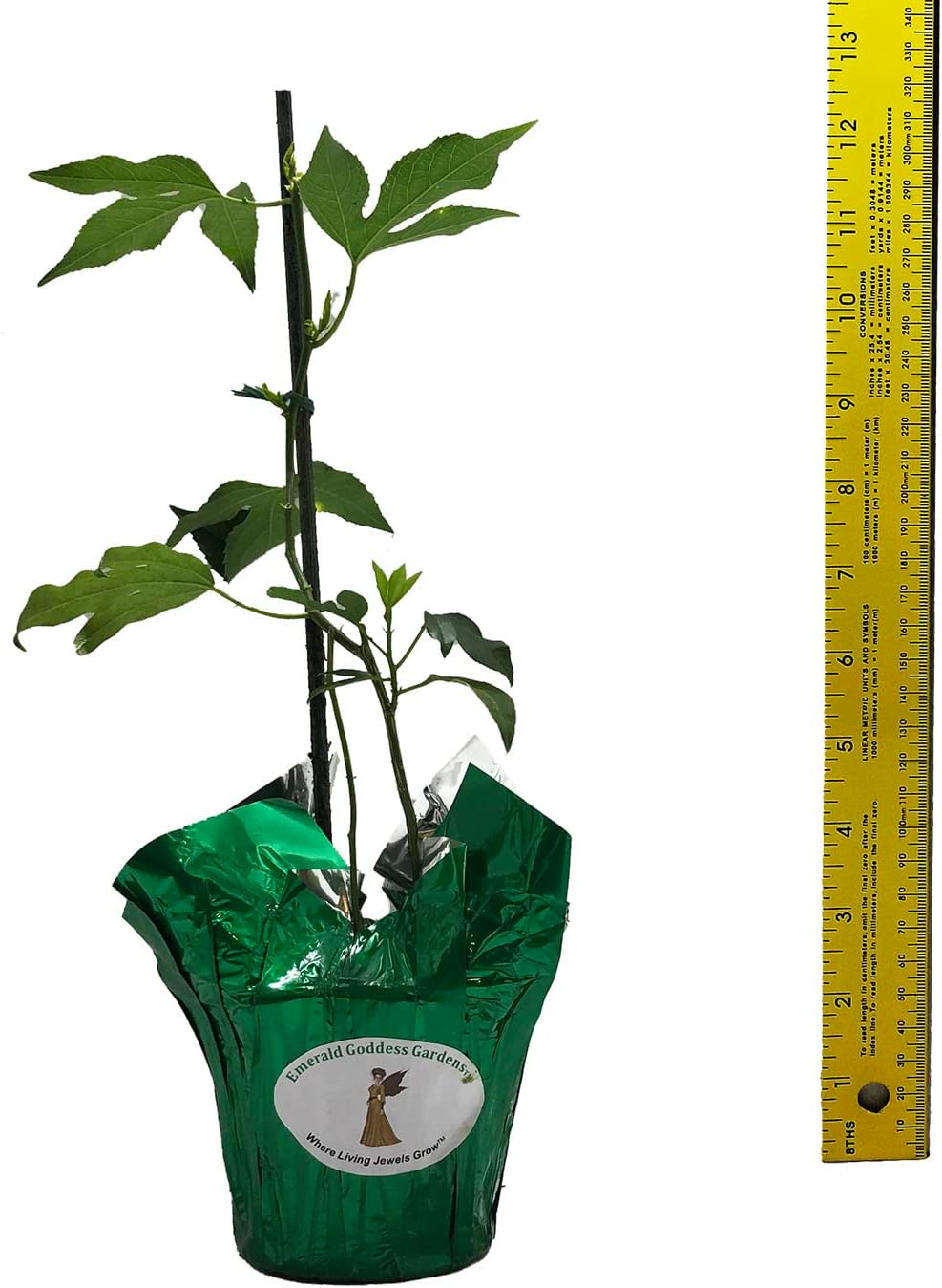 Incense Violet Purple Blue Passion Flower Vine Live Plant Starter Size 4 Inch Pot V514