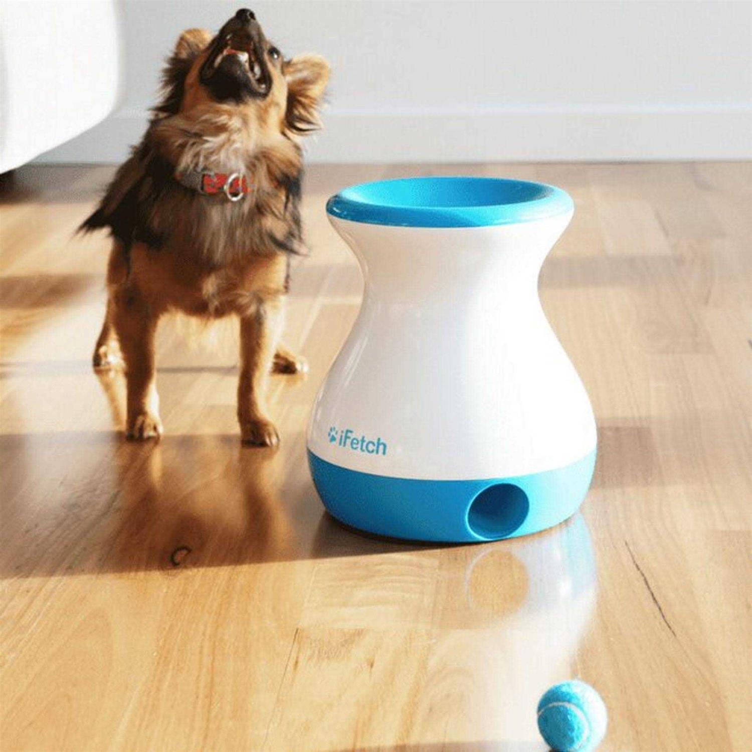 Frenzy Dog Toy T900754